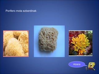 Porifero mota ezberdinak Atzera 
