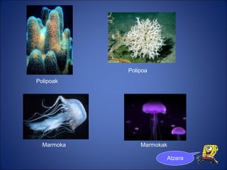 Polipoak Marmoka Marmokak Polipoa Atzera 