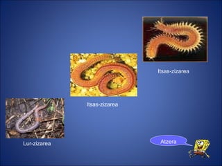 Lur-zizarea Itsas-zizarea Itsas-zizarea Atzera 