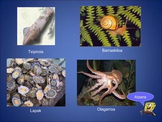 Txipiroia Olagarroa Barraskiloa Lapak Atzera 