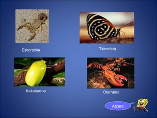 Eskorpioia Kakalardoa Tximeleta Otarraina Atzera 