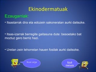 Ekinodermatuak Ezaugarriak: Itsastarrak dira eta edozein sakoneratan aurki daitezke. Itsas-izarrak berregite gaitasuna dute: besoetako bat moztuz gero berriz hazi. Uretan zein lehorretan hauen fosilak aurki daitezke.  Ikusi argazkiak Itzuli menura 