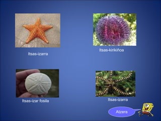 Itsas-izarra Itsas-izar fosila Itsas-kirikiñoa Itsas-izarra Atzera 