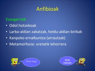 Anfibioak Ezaugarriak: Odol hotzekoak Larba-aldian zakatzak, heldu-aldian birikak Kanpoko ernalkuntza (arrautzak) Metamorfosia: uretatik lehorrera Ikusi argazkiak Itzuli menura 