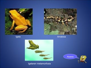 Igela Arrabioa Igelaren metamorfosia Atzera 