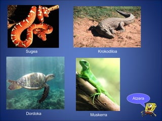 Sugea Krokodiloa Dordoka Muskerra Atzera 