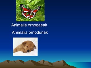 Animalia ornogaeak
Animalia ornodunak
 