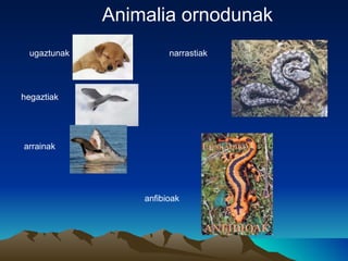 Animalia ornodunak
 ugaztunak             narrastiak




hegaztiak




arrainak




                 anfibioak
 