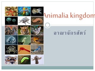 อาณาจักรสัตว์
Animalia kingdom
 