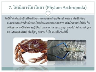 7. ไฟลัมอารโทรโพดา (PhylumArthropoda)
สัตว์ที่มีลาตัวแบ่งเป็นปล้องมีโครงร่างภายนอกหรือเปลือกปกคลุม ขาต่อเป็นข้อๆ
สมมาตรแบบด้านข้างมีระบบไหลเวียนและระบบประสาท แบ่งเป็นสองซับไฟลัม คือ
เคลิเซอราตา (Chelicerata)ได้แก่ แมงดาทะเล และแมงมุม และซับไฟลัมแมนดิบูลา
ตา (Mandibulata)เช่น กุ้ง ปู ตะขาบ กิ้งกือ แบ่งเป็นชั้นดังนี้
 