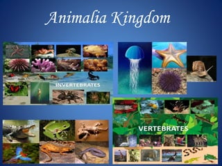 Animalia Kingdom 
 