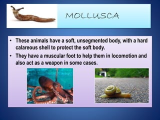 MOLLUSCA 
• These animals have a soft, unsegmented body, with a hard 
calareous shell to protect the soft body. 
• They ha...