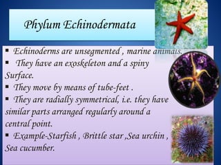 Phylum Echinodermata 
 Echinoderms are unsegmented , marine animals. 
 They have an exoskeleton and a spiny 
Surface. 
...
