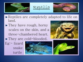 Reptilia 
Reptiles are completely adapted to life on 
land. 
They have rough, horny 
scales on the skin, and a 
three-cham...