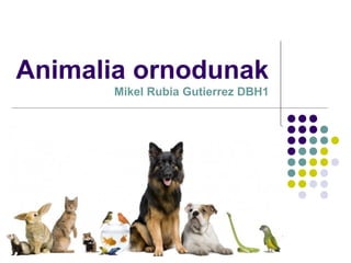 Animalia ornodunak
Mikel Rubia Gutierrez DBH1

 