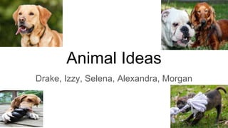 Animal Ideas
Drake, Izzy, Selena, Alexandra, Morgan
 