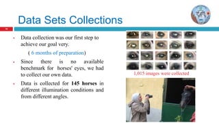 14
Data Sets Collections
14
 Data collection was our first step to
achieve our goal very.
( 6 months of preparation)
 Since there is no available
benchmark for horses' eyes, we had
to collect our own data.
 Data is collected for 145 horses in
different illumination conditions and
from different angles.
1,015 images were collected
 