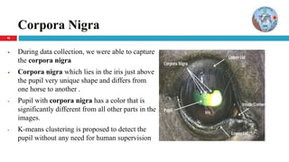 161616
Corpora Nigra
 During data collection, we were able to capture
the corpora nigra
 Corpora nigra which lies in the iris just above
the pupil very unique shape and differs from
one horse to another .
• Pupil with corpora nigra has a color that is
significantly different from all other parts in the
images.
• K-means clustering is proposed to detect the
pupil without any need for human supervision
 
