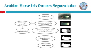 1818
Arabian Horse Iris features Segmentation
 