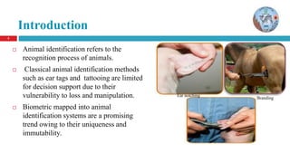 3
Introduction
 Animal identification refers to the
recognition process of animals.
 Classical animal identification methods
such as ear tags and tattooing are limited
for decision support due to their
vulnerability to loss and manipulation.
 Biometric mapped into animal
identification systems are a promising
trend owing to their uniqueness and
immutability.
Ear notching
Branding
 