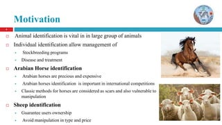  Animal identification is vital in in large group of animals
 Individual identification allow management of
 Stockbreeding programs
 Disease and treatment
 Arabian Horse identification
 Arabian horses are precious and expensive
 Arabian horses identification is important in international competitions
 Classic methods for horses are considered as scars and also vulnerable to
manipulation
 Sheep identification
 Guarantee users ownership
 Avoid manipulation in type and price
4
Motivation
 