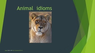Animal idioms
Image shared under CC0 1.0 Universal (CC0 1.0)
 