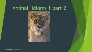 Animal idioms 1 part 2
Image shared under CC0 1.0 Universal (CC0 1.0)
 