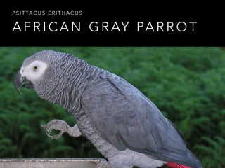 A F R I C A N G R AY PA R R O T
P S I T TA C U S E R I T H A C U S
 