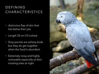D E F I N I N G
C H A R A C T E R I S T I C S
• distinctive flap of skin that
lies below their jaw
• Length 33 cm (13 inches)
• Grey parrots are solitary birds
but they do get together
when the food is abundant
• Extremely noisy and highly
noticeable especially at their
roosting sites at night
 