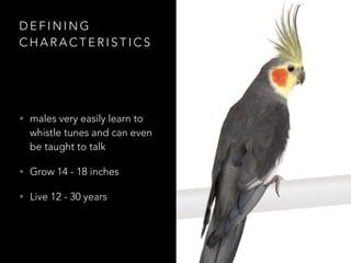 D E F I N I N G
C H A R A C T E R I S T I C S
• males very easily learn to
whistle tunes and can even
be taught to talk
• Grow 14 - 18 inches
• Live 12 - 30 years
 