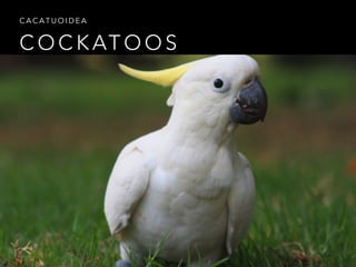 C O C K AT O O S
C A C A T U O I D E A
 