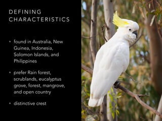 D E F I N I N G
C H A R A C T E R I S T I C S
• found in Australia, New
Guinea, Indonesia,
Solomon Islands, and
Philippines
• prefer Rain forest,
scrublands, eucalyptus
grove, forest, mangrove,
and open country
• distinctive crest
 