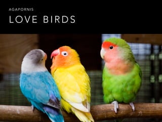 L O V E B I R D S
A G A P O R N I S
 