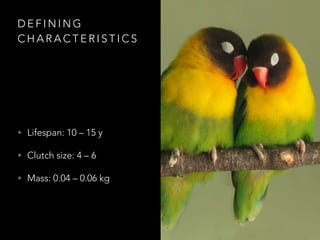 D E F I N I N G
C H A R A C T E R I S T I C S
• Lifespan: 10 – 15 y
• Clutch size: 4 – 6
• Mass: 0.04 – 0.06 kg
 