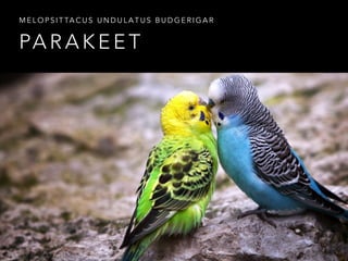 PA R A K E E T
M E L O P S I T TA C U S U N D U L A T U S B U D G E R I G A R
 