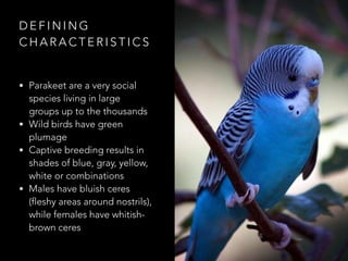 D E F I N I N G
C H A R A C T E R I S T I C S
• Parakeet are a very social
species living in large
groups up to the thousands
• Wild birds have green
plumage
• Captive breeding results in
shades of blue, gray, yellow,
white or combinations
• Males have bluish ceres
(fleshy areas around nostrils),
while females have whitish-
brown ceres
 