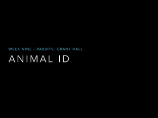 WEEK NINE - RABBITS: GRANT HALL 
ANIMAL ID 
 