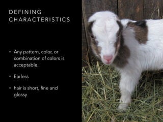 DEFINING 
CHARACTERISTICS 
• Any pattern, color, or 
combination of colors is 
acceptable. 
• Earless 
• hair is short, fine and 
glossy 
