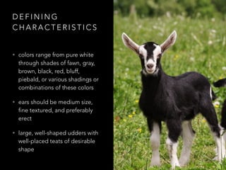 DEFINING 
CHARACTERISTICS 
• colors range from pure white 
through shades of fawn, gray, 
brown, black, red, bluff, 
piebald, or various shadings or 
combinations of these colors 
• ears should be medium size, 
fine textured, and preferably 
erect 
• large, well-shaped udders with 
well-placed teats of desirable 
shape 
 