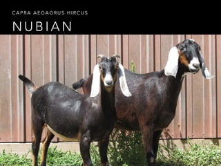 CAPRA AEGAGRUS HIRCUS
NUBIAN