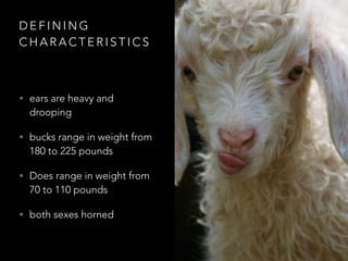 DEFINING 
CHARACTERISTICS 
• ears are heavy and 
drooping 
• bucks range in weight from 
180 to 225 pounds 
• Does range in weight from 
70 to 110 pounds 
• both sexes horned 
 
