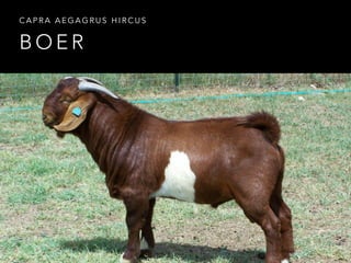 CAPRA AEGAGRUS HIRCUS 
BOER 
 