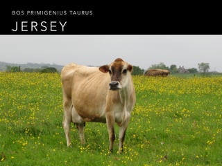 BOS PRIMIGENIUS TAURUS 
JERSEY 
 
