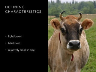 DEFINING 
CHARACTERISTICS 
• light brown 
• black feet 
• relatively small in size 
