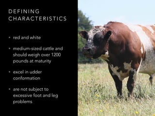 DEFINING 
CHARACTERISTICS 
• red and white 
• medium-sized cattle and 
should weigh over 1200 
pounds at maturity 
• excel in udder 
conformation 
• are not subject to 
excessive foot and leg 
problems 
 