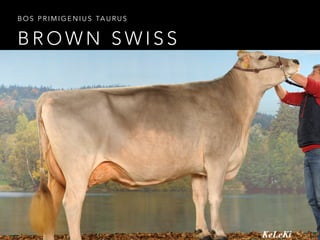 BOS PRIMIGENIUS TAURUS 
BROWN SWISS 
 