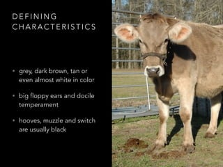 DEFINING 
CHARACTERISTICS 
• grey, dark brown, tan or 
even almost white in color 
• big floppy ears and docile 
temperament 
• hooves, muzzle and switch 
are usually black 
 