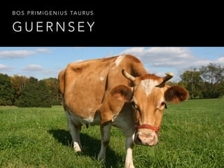 BOS PRIMIGENIUS TAURUS 
GUERNSEY 
 