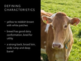 DEFINING 
CHARACTERISTICS 
• yellow to reddish-brown 
with white patches 
• breed has good dairy 
conformation, bred for 
utility 
• a strong back, broad loin, 
wide rump and deep 
barrel 
 