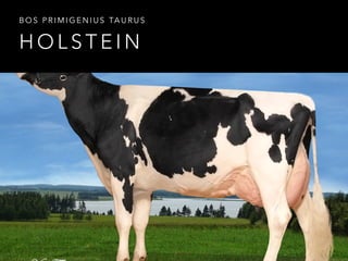 BOS PRIMIGENIUS TAURUS 
HOLSTEIN 
 
